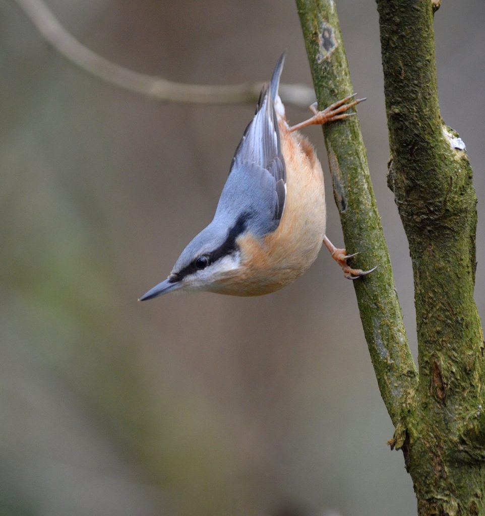 The Nuthatch — Great English Outdoors