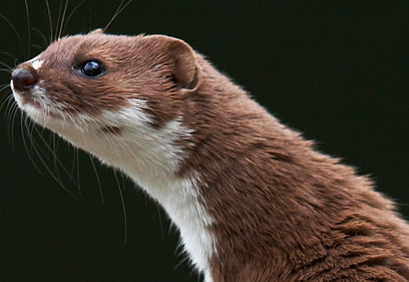 Stoat or Weasel? Weasel or Stoat? — Great English Outdoors