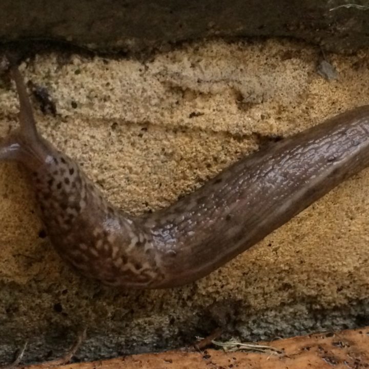 Slug