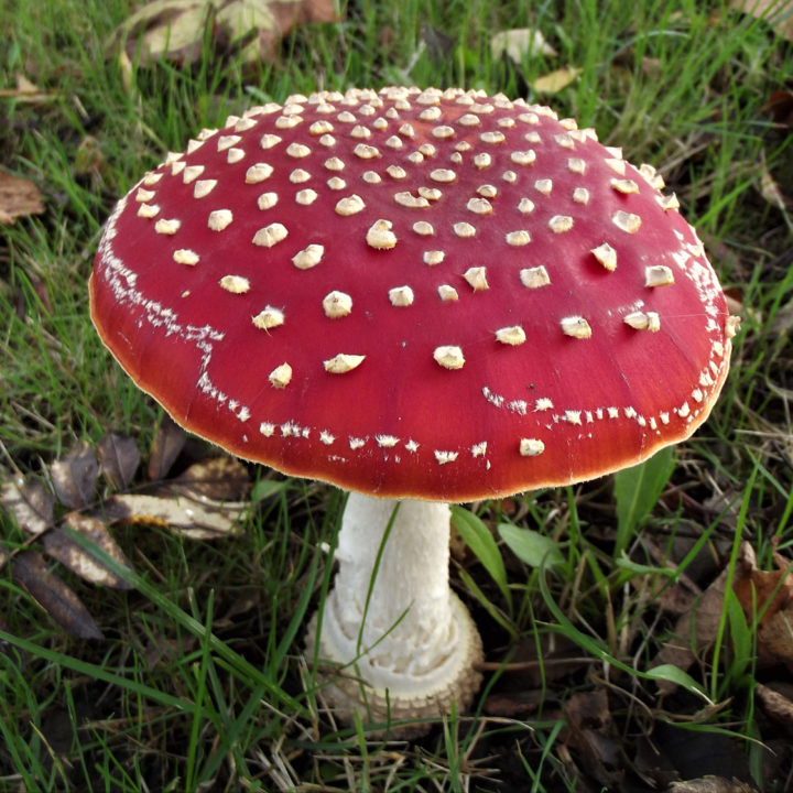 Fly Agaric