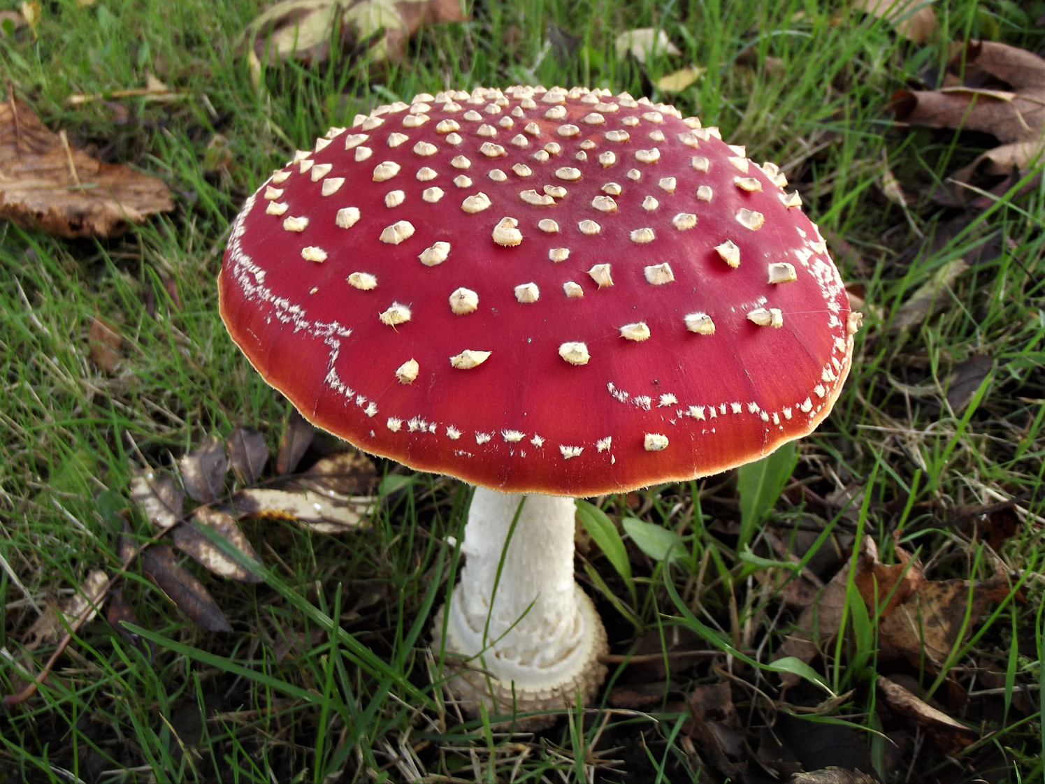 fly-agaric-great-english-outdoors