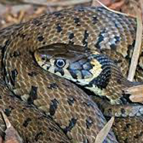 Blog Grass Snake