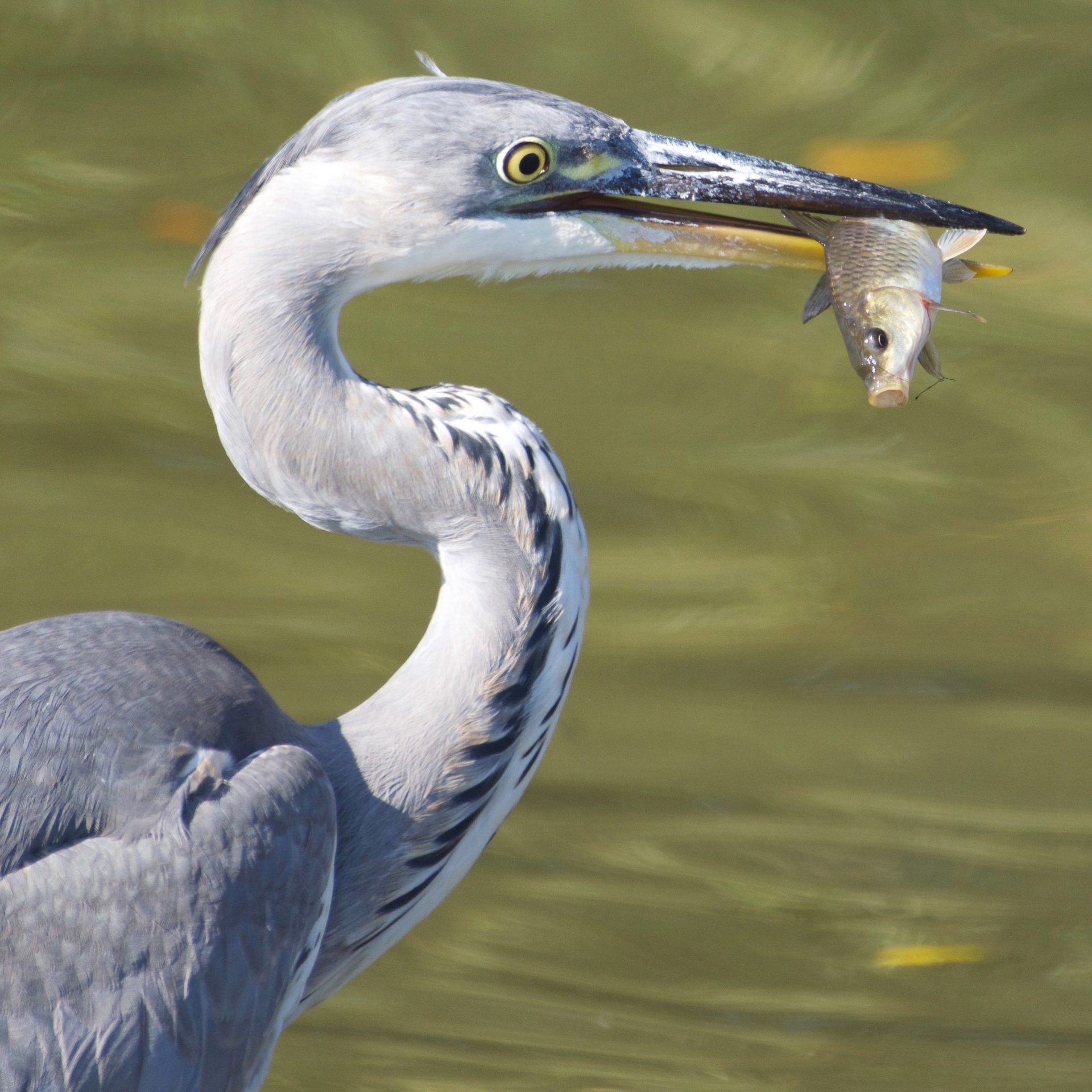 The Flight of the Heron — Great English Outdoors