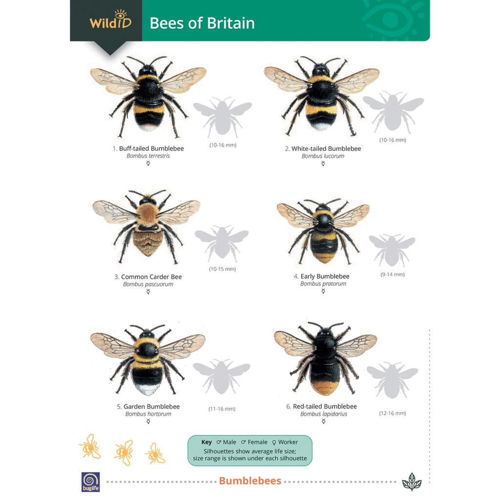 Bees Of Britain FSC Guide — Great English Outdoors