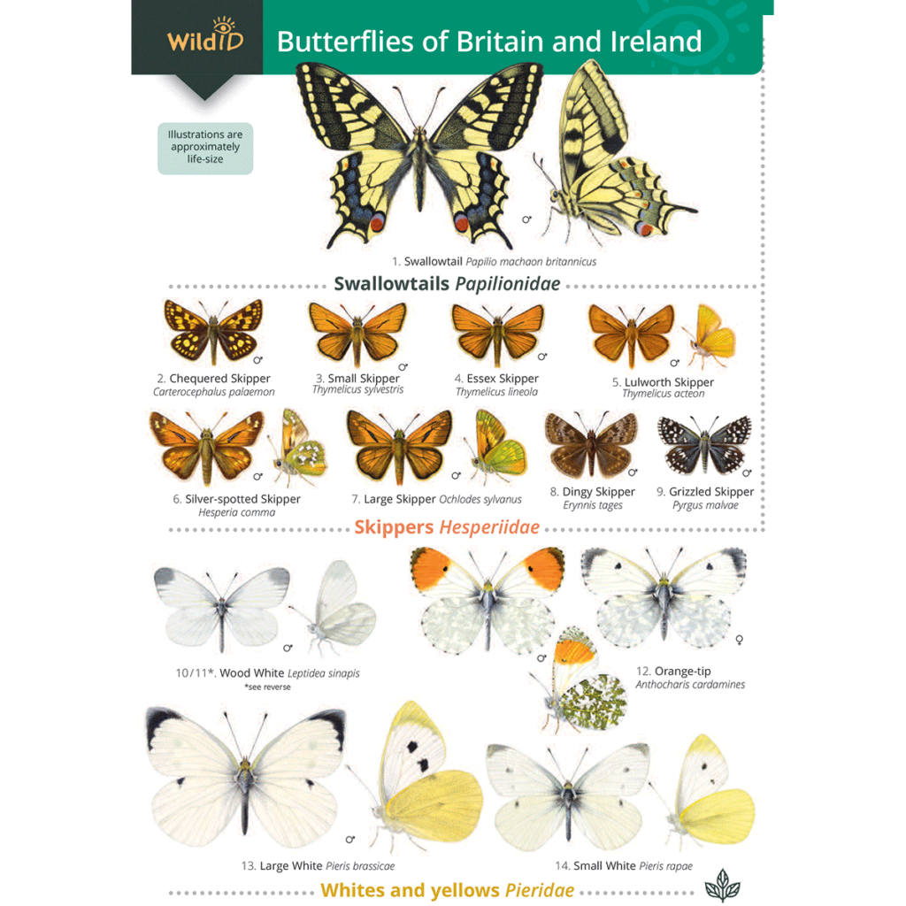 Butterflies of Britain and Ireland FSC Guide — Great English Outdoors