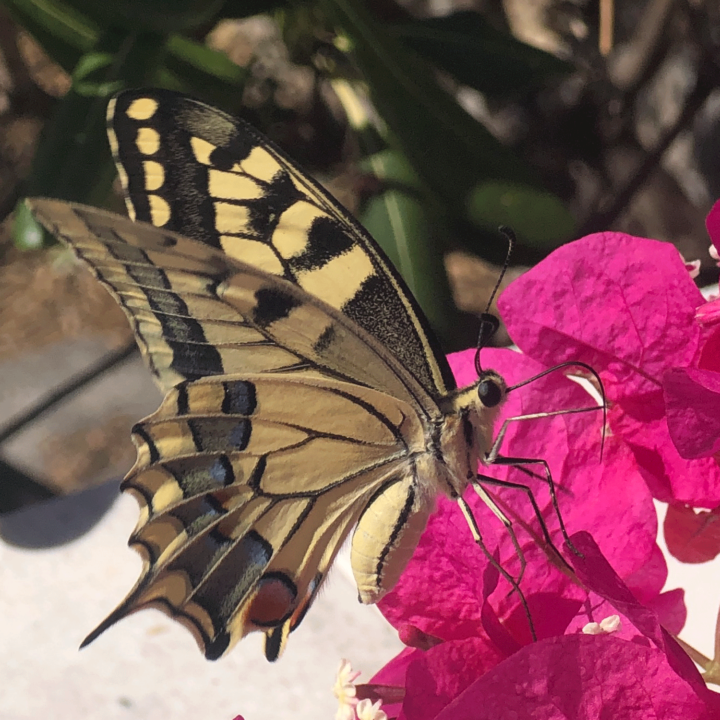 Swallowtail butterfly 1500 edit