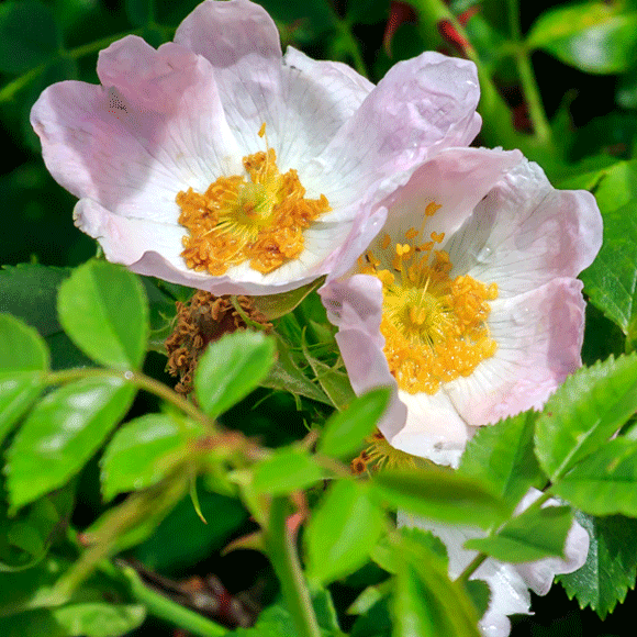 Wild Rose Photo by Richard P Long web edit