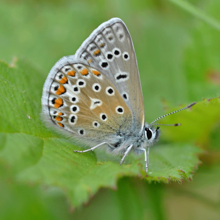 Edit Common Blue Butterfly Male Underwing Photo by Andrew Cooper