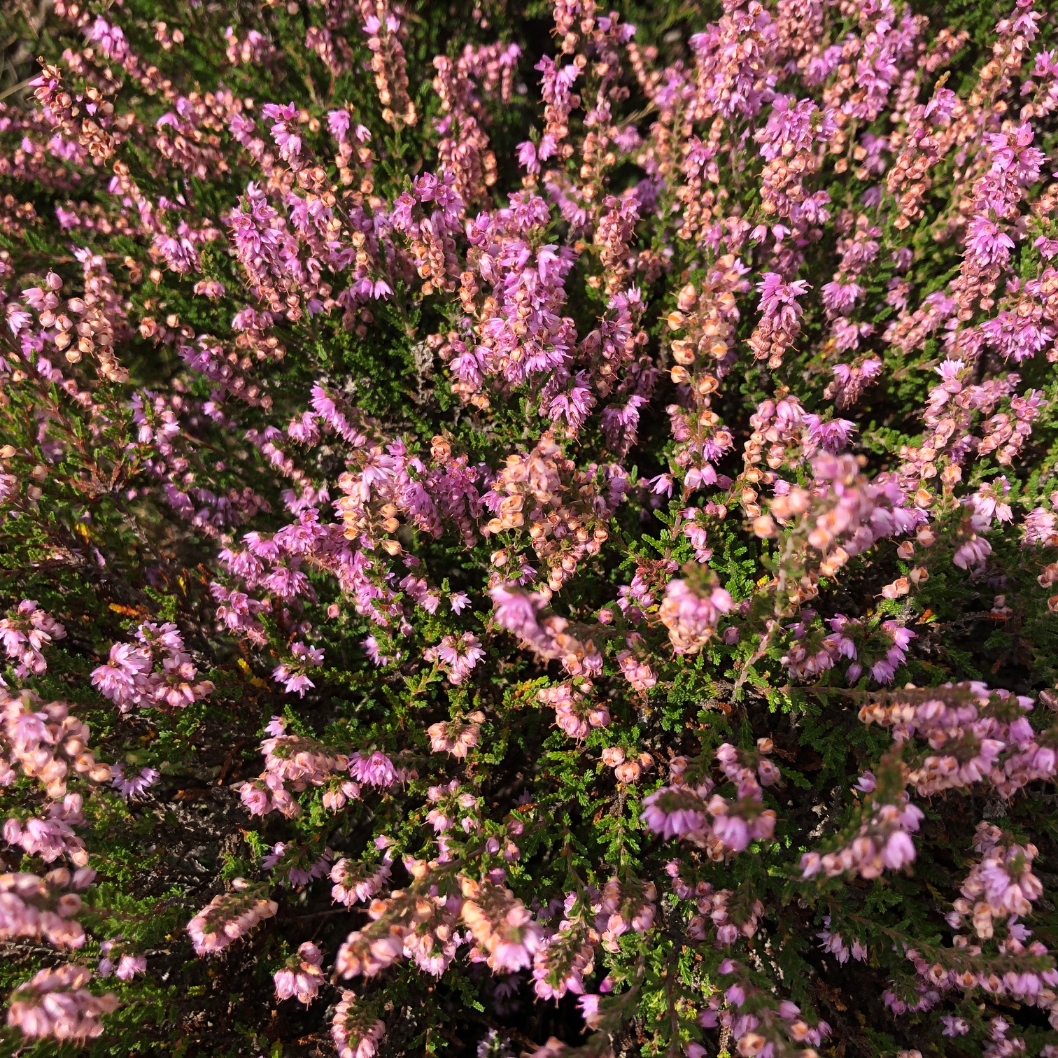 heather-on-the-hill-great-english-outdoors