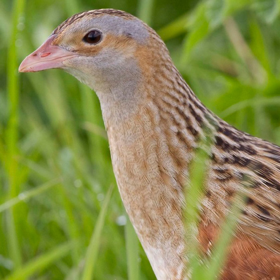 the corncrake jpg