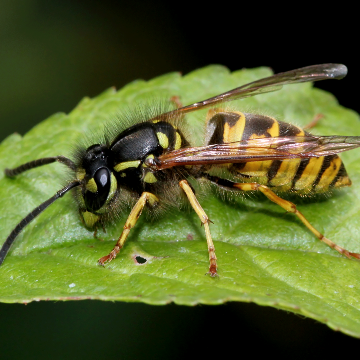 Web Common Wasp by Ger Bosma Photos