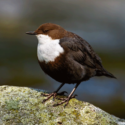 Web Dipper