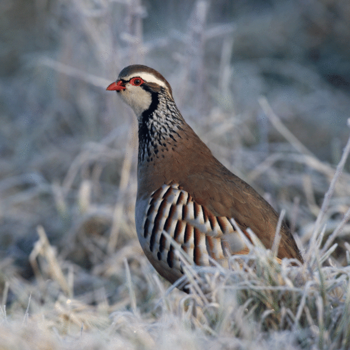 Web Red Legged Partridge