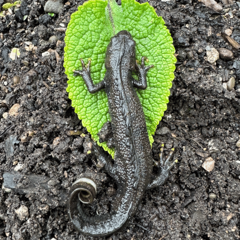 The Great Crested Newt — Great English Outdoors