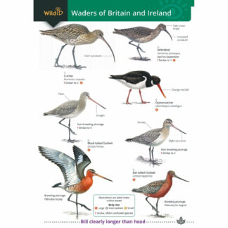 Waders of Britain and Ireland FSC Guide