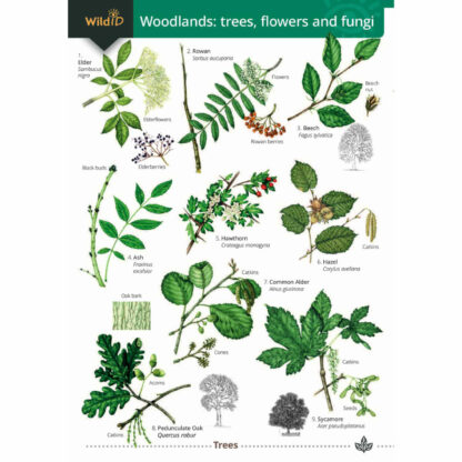 Woodland FSC Guide