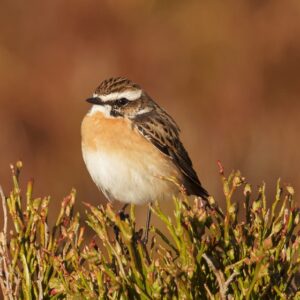 Web Whinchat Liz Cutting