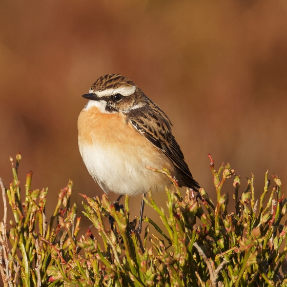 Web Whinchat Liz Cutting