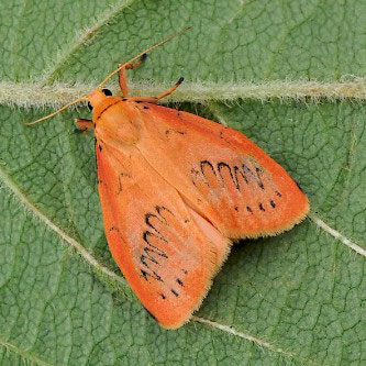 web ruby footman moth by pete withers