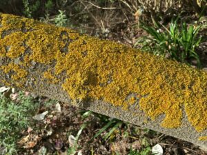 Type of Crustose Lichen