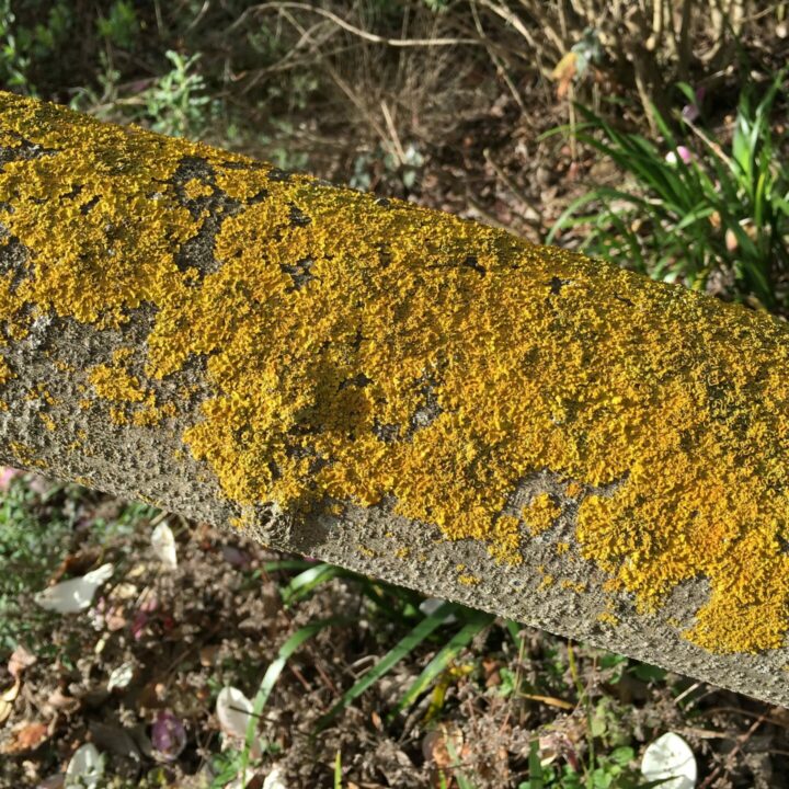 Type of Crustose Lichen