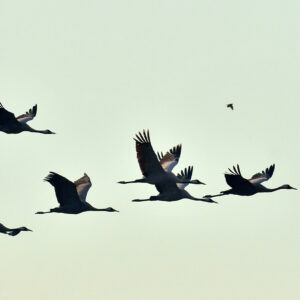 Web Cranes Migrating