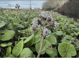 Winter Heliotrope