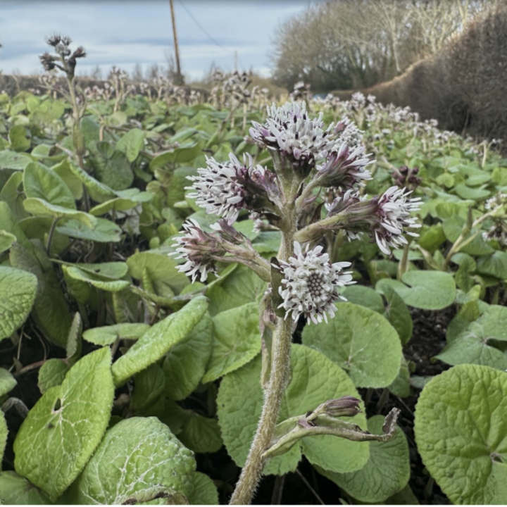 Winter Heliotrope